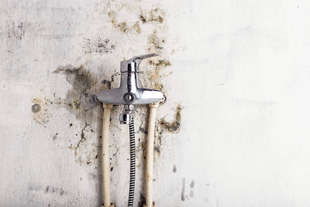 Best Toxic Mold Removal  in Ada, MN