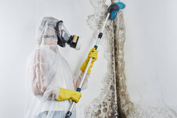 Best Local Mold Removal Service  in Ada, MN