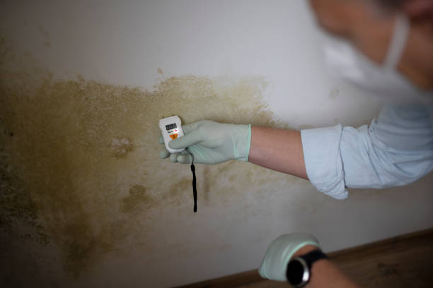 Best Mold Damage Repair  in Ada, MN