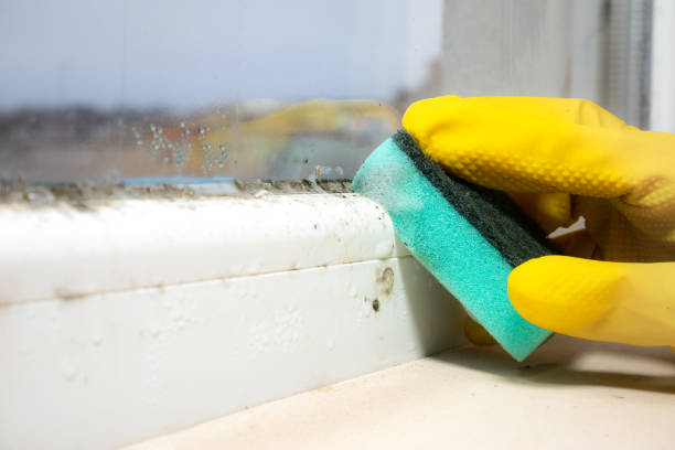 Best Commercial Mold Removal  in Ada, MN