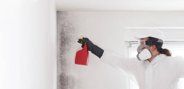 Best Mold Testing  in Ada, MN