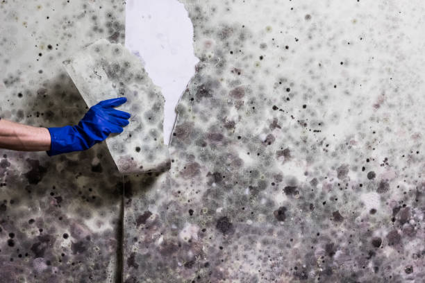 Best Black Mold Removal  in Ada, MN